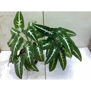 ออมเพชร  Syngonium Wendlandii ไม้มงคล