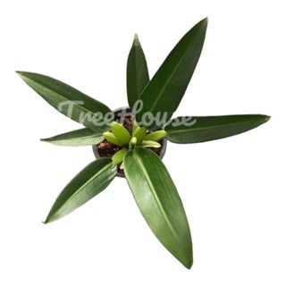 ฟิโลเดนดรอน ก้านป่อง กระถาง 6 นิ้ว 6-7 ใบ  Philodendron martianum Pot”6