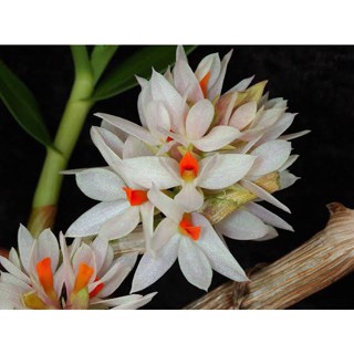 หวายบราทีโอซั่ม เผือก บานทนทาน หวายพันธุ์แท้จากอินโดนีเซีย ดอกสีเหลือง Dendrobium bracteosum