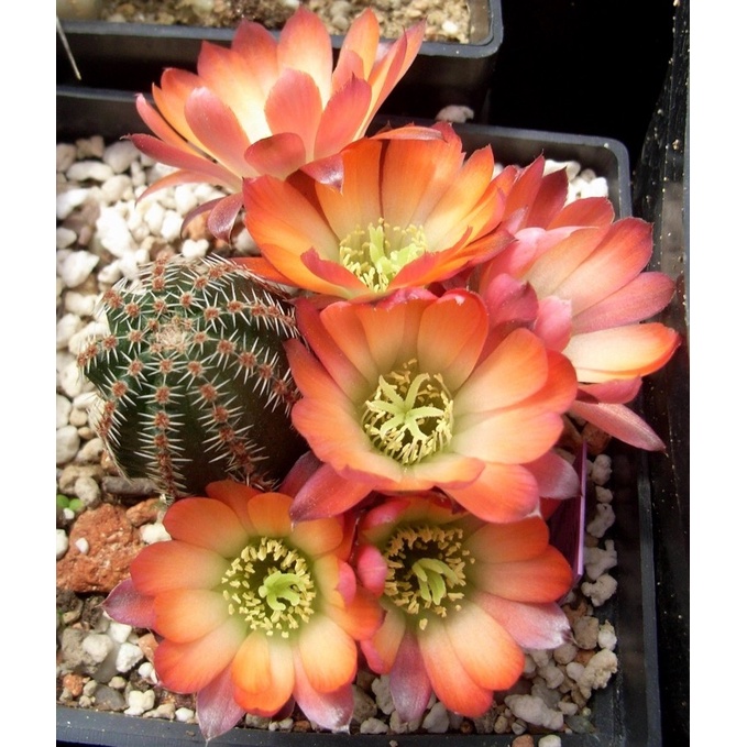 รีบูเทียส้มอมชมพู Rebutia pygmaea กระบองเพชร แคคตัส