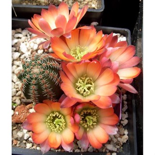 รีบูเทียส้มอมชมพู Rebutia pygmaea กระบองเพชร แคคตัส