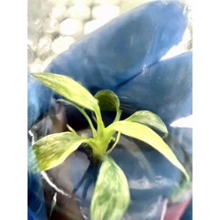 📣homalomena rubescens variegated (เสน่ห์จันทร์บุษราคัมด่าง) ขวดเดี่ยว(คัดด่าง)❗️