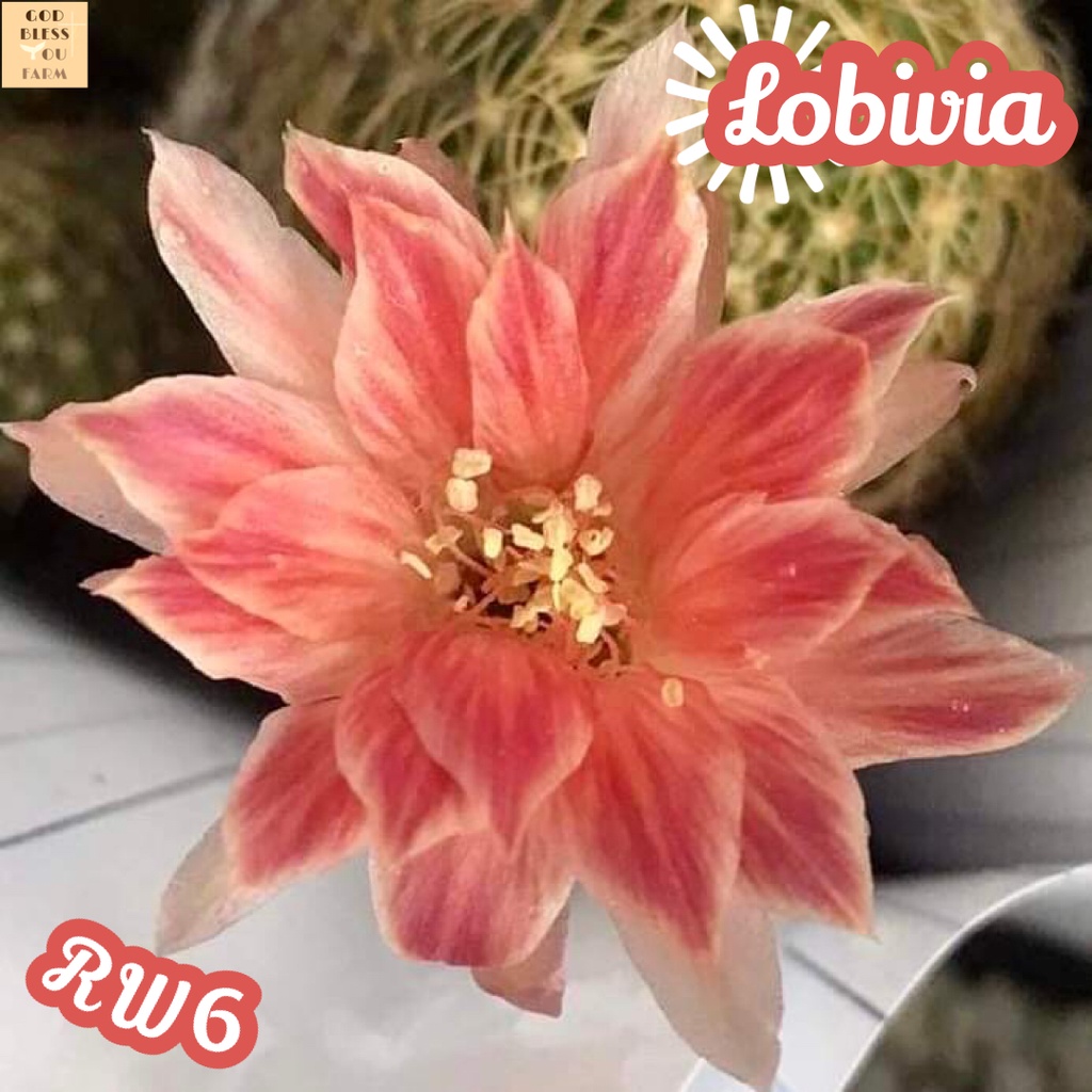 [โลบิเวีย ดอกแดงขาว] Lobivia RW6 แคคตัส ต้นไม้ หนาม ทนแล้ง กุหลาบหิน อวบน้ำ พืชอวบน้ำ succulent cactus