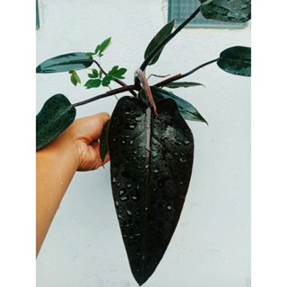 ไม้สวย Philodendron Black Majesty.ไม้สายดำดุ