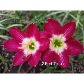 บัวดิน ดอกไม้ Z.Red Tulip สีชมพูดอกใหญ่ หัวละ25บาท