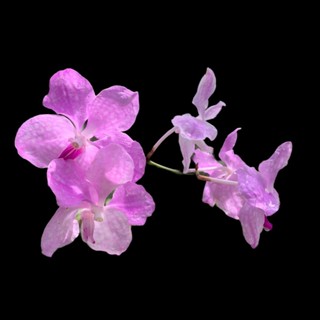 ฟ้ามุ้ยชมพู แวนด้า Vanda coerulea Pink เอื้องฟ้ามุ้ย ชมพู กล้วยไม้รากอากาศ