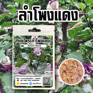 เมล็ดสมุนไพรลำโพงแดง 45-50 เมล็ด/ซอง