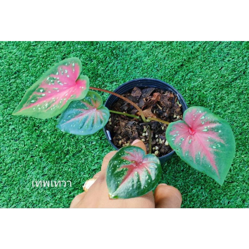 เทพเทวา บอนสีสวยราคาถูก