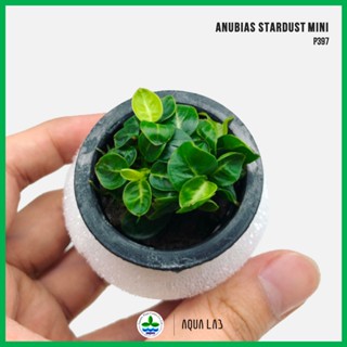 [APC] Anubias stardust mini (อนูเบียสสตาดัสมินิ) [ไม้น้ำ - Aquatic Plants]