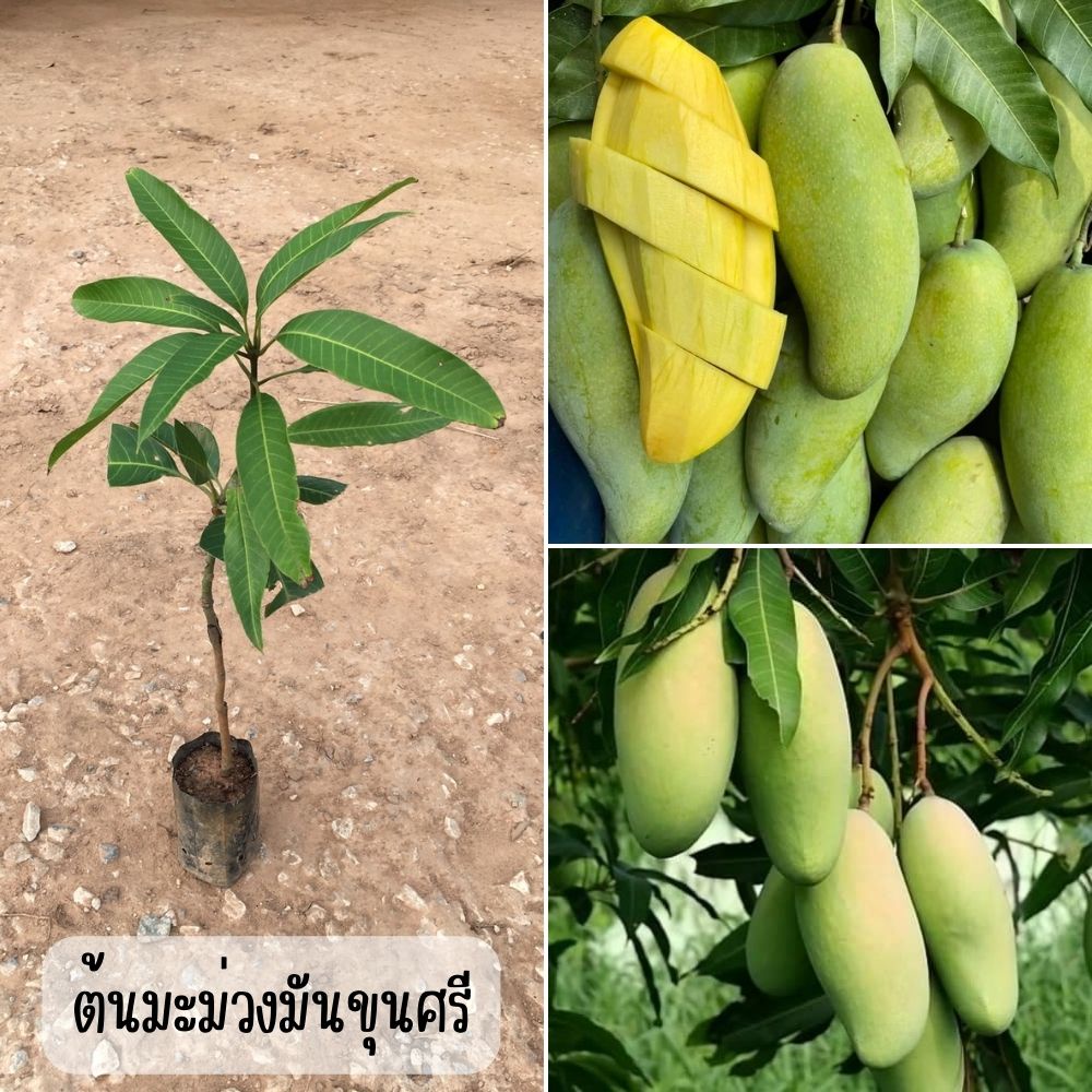 1 ต้น มะม่วงมันขุนศรี ต้นเสียบยอด 1 ปี ติดลูก