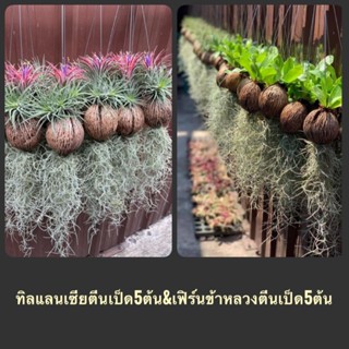 สับปรดทิลแลนเซีย&amp;เฟิร์นข้าหลวงลูกตีนเป็ดพร้อมเคราฤาษีชุดละ10ต้น อย่างละ5ต้น