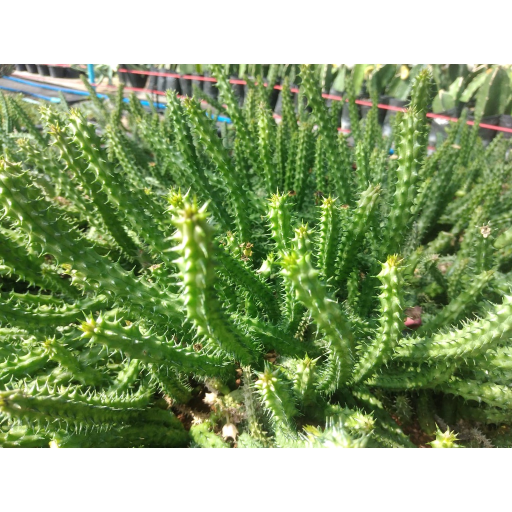 💥เก๋งจีน💥 Huernia schneideriana ขนาดความยาว 10-12 ซม. ต้นแคคตัส ต้นกระบองเพชร(กรุณาอ่านรายละเอียดก่อนทำการสั่งซื้อครับ) - รูปที่ 4