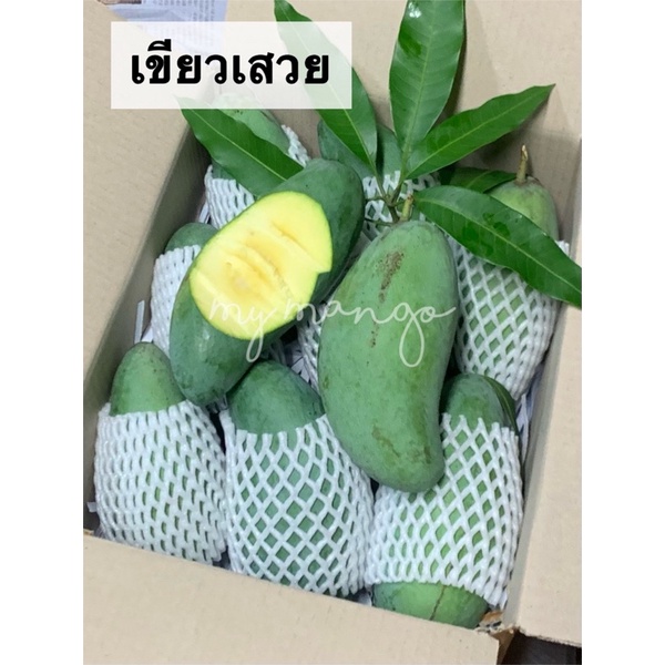 📌มะม่วงเขียวเสวย มะม่วงมันแก่จัดเนื้อเหลือง ดิบมันสุกหวาน