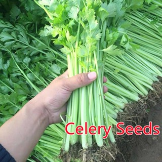 200Celery Seedsคื่นฉ่ายฝรั่ง เมล็ดผักต่างๆ เมล็ดพันธุ์ผัก เม็ดพันธุ์ผัก เมล็ดผัก ต้นไม้ ต้นไม้มงคล พันธุ์ไม้ผล ต้นไม้จิ๋