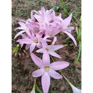 ดอกบัวดินคละสีลุ้นสายพันธุ์ลุ้นสีชุดละ20หัว5-7สีสายพันธุ์ได้หลายสี