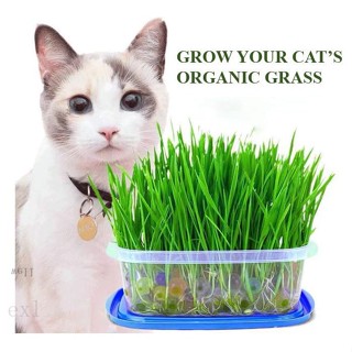 ขายดี สวนครัว/Grow your Cats organic grass/ Cat  Seed/ Cat Easy Grow Cat  Kitเมล็ดเชีย เมล็ดกุห/เมล็ด ซอง งอก การ KQBV