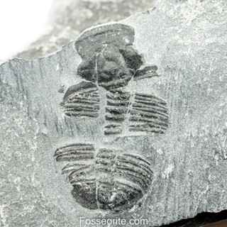 [อายุกว่า 505 ล้านปี!!!] #143 ฟอสซิล ไทรโลไบต์ Elrathia Kingi Trilobite ของแท้ ขนาดเล็ก บน Matrix จาก USA