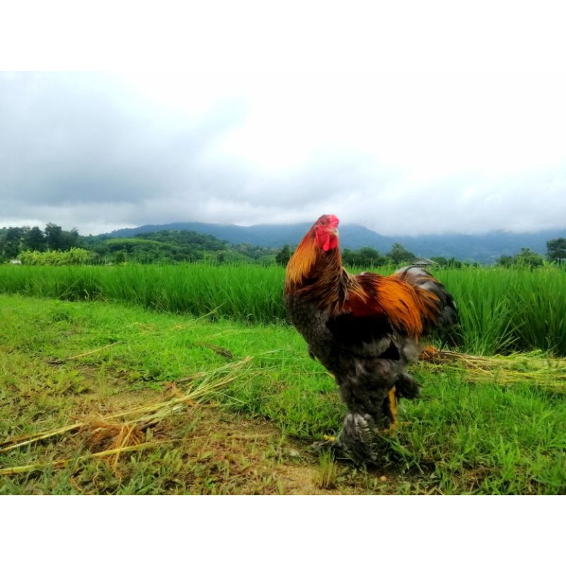 รูปภาพ 4