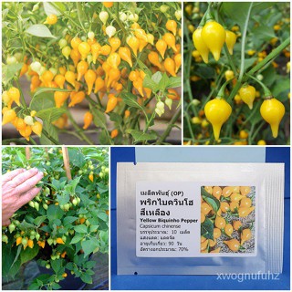 （คุณภาพสูง เมล็ด）เมล็ดพันธุ์ พริกไบควินโฮ สีเหลือง (Yellow Biquinho Pepper Seed) บรรจุ 10 เมล็ด คุณภาพดี ราคาถูก ของแท้