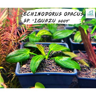 ECHINODORUS OPACUS SP. “IGUAZU 2009”