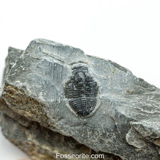 [อายุกว่า 505 ล้านปี!!!] #140 ฟอสซิล ไทรโลไบต์ Elrathia Kingi Trilobite ของแท้ ขนาดเล็ก บน Matrix จาก USA