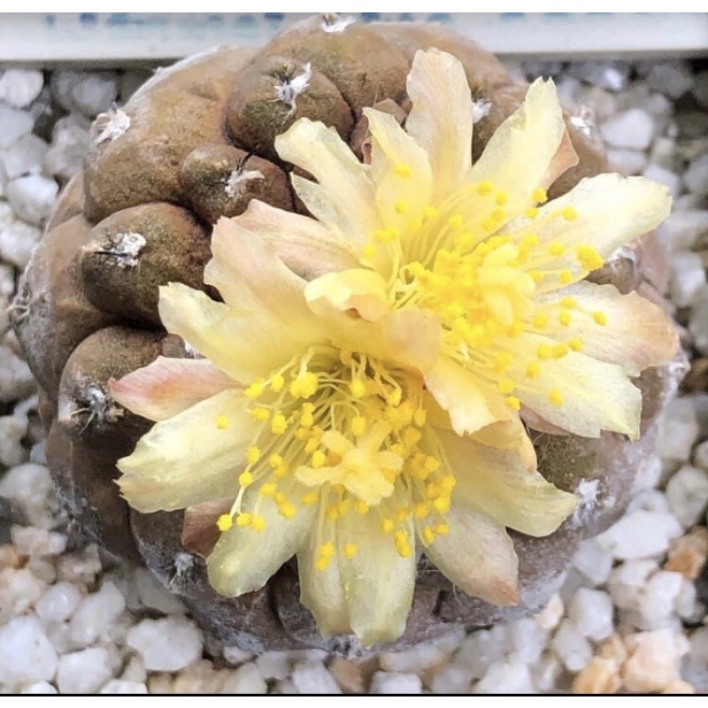 โคเปียโป ไฮโปเกีย C.hypogaea