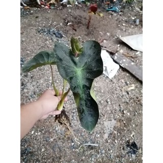 Colocasia Aloha ตัดสด พร้อมใบ เคลมฟรีต้นไม้ตา