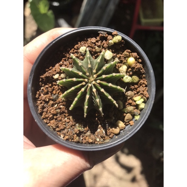 ยิมโน LB2178แท้13พู สวยๆ