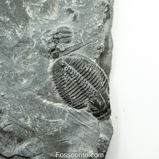 [อายุกว่า 505 ล้านปี!!!] #221 ฟอสซิล ไทรโลไบต์ Elrathia Kingi Trilobite ของแท้ ขนาดเล็ก บน Matrix จาก USA