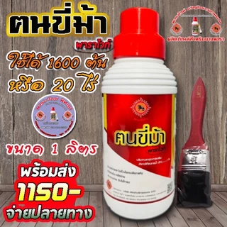 ฅนขี่ม้า พาราไวท์ พัทลุง