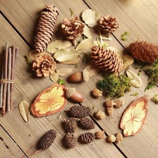 พร็อพตกแต่ง ชุดธรรมชาติ อุปกรณ์ประกอบฉาก ดอกไม้แห้ง ใบไม้แห้…