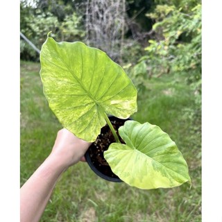จัดโปรโมชั่น ลดราคา 1️⃣4️⃣8️⃣บาท ❌วันนี้เท่านั้น บอนหูช้างด่างเหลือง Alocasia gageana aurea variegated ด่างจัดๆ ด่างเทพ