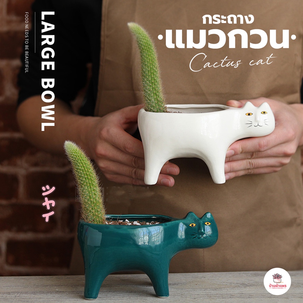 กระถางแมวกวน กระถางเลี้ยงไม้หาง แคคตัส กระบองเพชร ไม้อวบน้ำ cactus&succulent