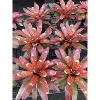สัปรดสีเยลโลเนสลูกผสมสีสวยไม้มงคลกระถาง6นิ้ว