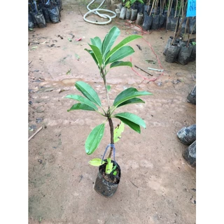 🌱🎁ต้นละมุดสาลี่ยักษ์ ต้นเสียบยอด ผลใหญ่มาก ความสูง35 ซม.🍊🍊 1 ปีติดผล ปลูกในกระถางได้