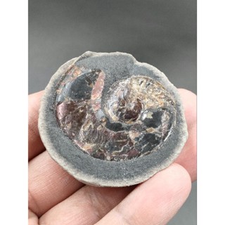 🦋 ฟอสซิล แอมโมไนต์ ไพไรต์ แหล่ง รัสเซีย( Ammonite PyriteFossil )