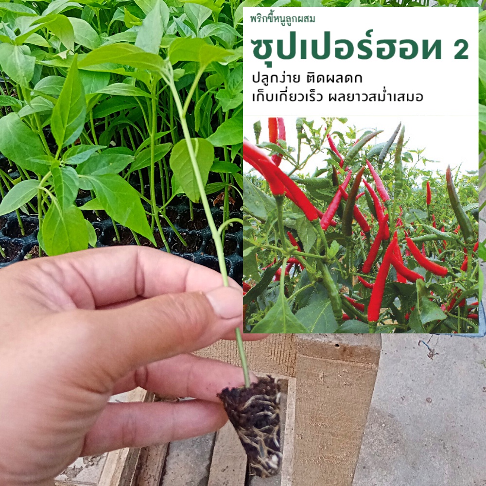 ต้นกล้า พริกขี้หนู ( 50 ต้น ) ต้นกล้าพริกจินดา ซุปเปอร์ฮอท 2 ศรแดง ต้นอ่อนพริก 50 ต้น