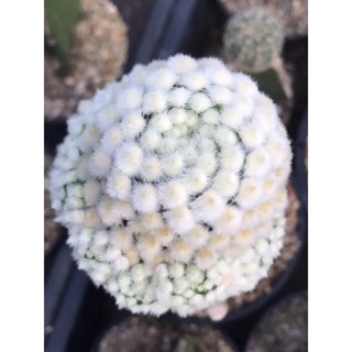 หน่อเด็ดสด คามิเน่บุดดาม่อน Mammillaria carmenae buddha