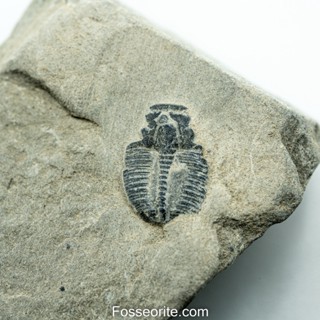 [อายุกว่า 505 ล้านปี!!!] #144 ฟอสซิล ไทรโลไบต์ Elrathia Kingi Trilobite ของแท้ ขนาดเล็ก บน Matrix จาก USA