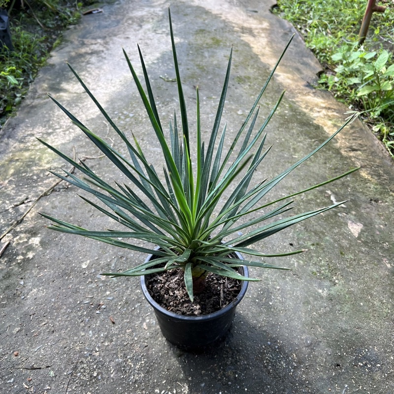 ต้นเข็มกุดั่น (Yucca aloifolia) 🌵 ไม้ทะเลทราย กระถาง 5 นิ้ว สามารถแตกหน่อ และนำไปขายได้ พร้อมจัดส่งง