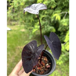 colocasia black coral.โคโลคาเซีย แบล็คโครอล ไซค์ตั้งแม่ได้เรยครับ ต้นใหญ่สวยสมบรูณ์ รากเดินดี มีตาหน่อติดกับต้น