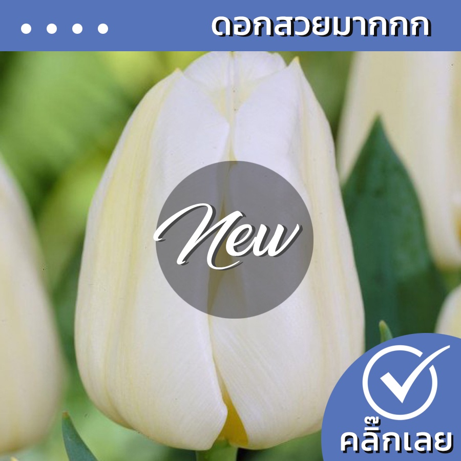 หัวทิวลิป Calgary ดอกสีขาว Wanthai ขายหัวลิลลี่ ว่านสี่ทิศ ทิวลิปปลูก ต้นไม้ฟอกอากาศ เมล็ดดอกไม้