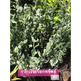 กวักเงินเรียกทรัพย์  #นกน้อยนำโชคด่าง #สแยกด่าง ในกระถาง 6 นิ้ว 80 บาท