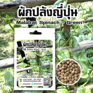 ผักปลังญี่ปุ่น 40-50เมล็ด - Malabar Spinach - Green 🔥โปรโมชั่น [ซื้อ 2 แถม 1ซอง]