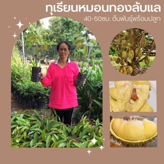 🥮🥮🥮ทุเรียนหมอนทองลับแล ต้นเสียบยอด🥮🥮 🌴🌴🌴ความสูง 50-55 ซม.🌴🌴🌴