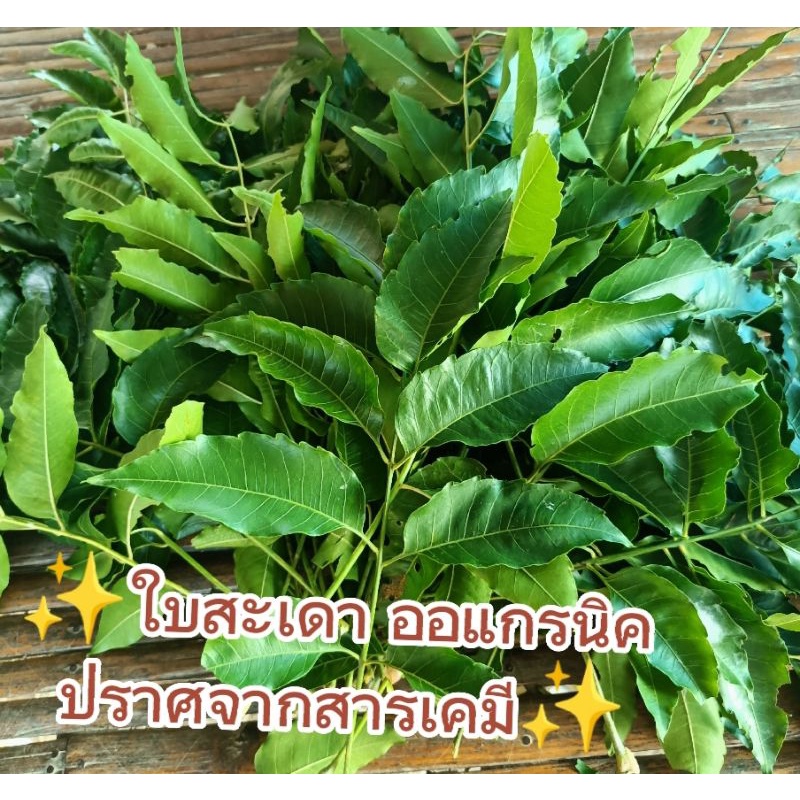 ใบสะเดาสดปราศจากสารเคมีสำหรับใช้หมักยาพ่นแมลงกิโลละ 30 บาท