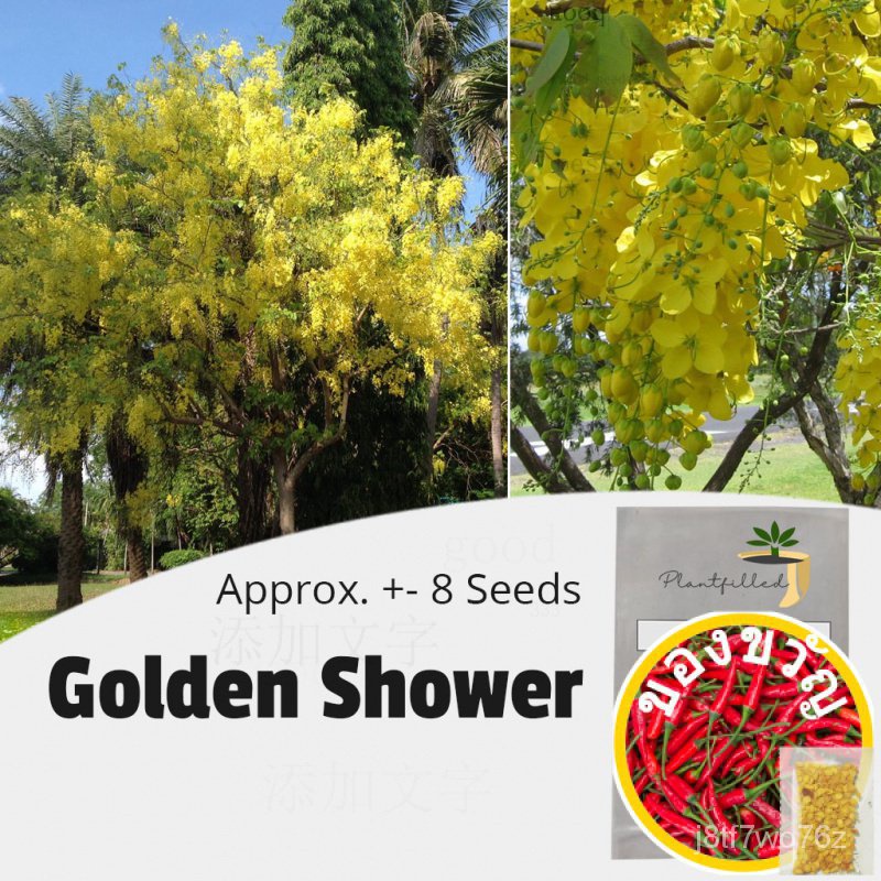 [Plantfilled] เมล็ดต้นไม้อาบน้ำสีทองสำหรับปลูก | ต้นไม้ | Approx.8ชาวไร่/ทานตะวัน/อัญมณี/หมวก/เสื้อ/แอปเปิ้ล/ก ZFSR