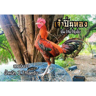 ไข่เชื้อ ไข่ไก่ชน พม่าม้าล่อ เจ้าปิ่นทอง ซุ้มไก่ ขวัญชัย