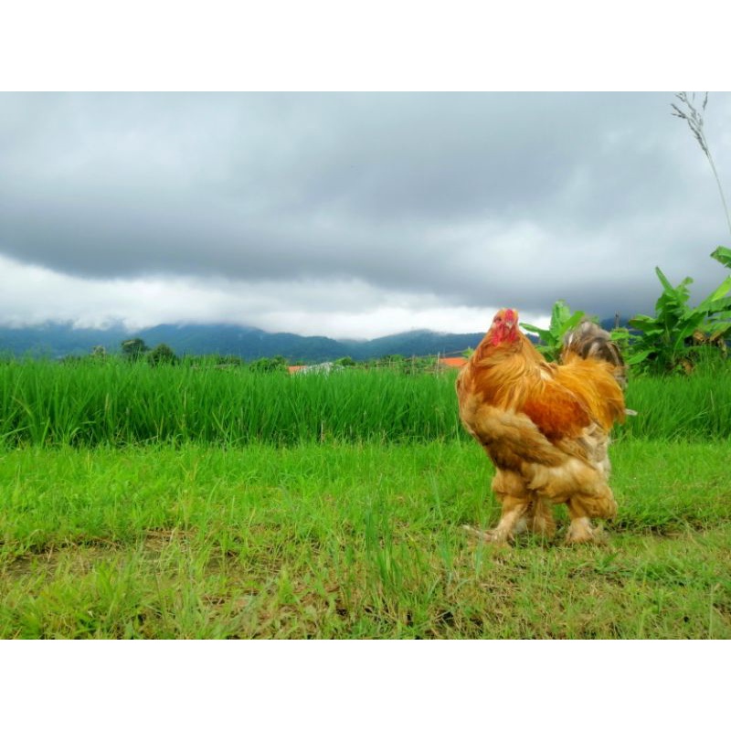 รูปภาพ 3