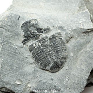 [อายุกว่า 505 ล้านปี!!!] #222 ฟอสซิล ไทรโลไบต์ Elrathia Kingi Trilobite ของแท้ ขนาดเล็ก บน Matrix จาก USA